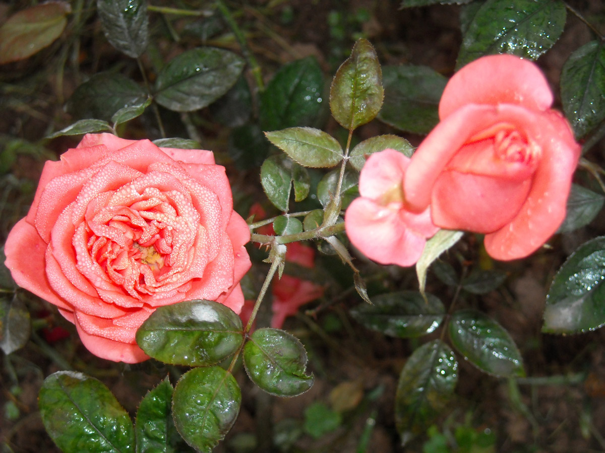 DSCN0768.JPG