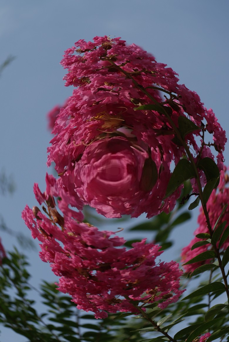 DSC08395_conew1.jpg