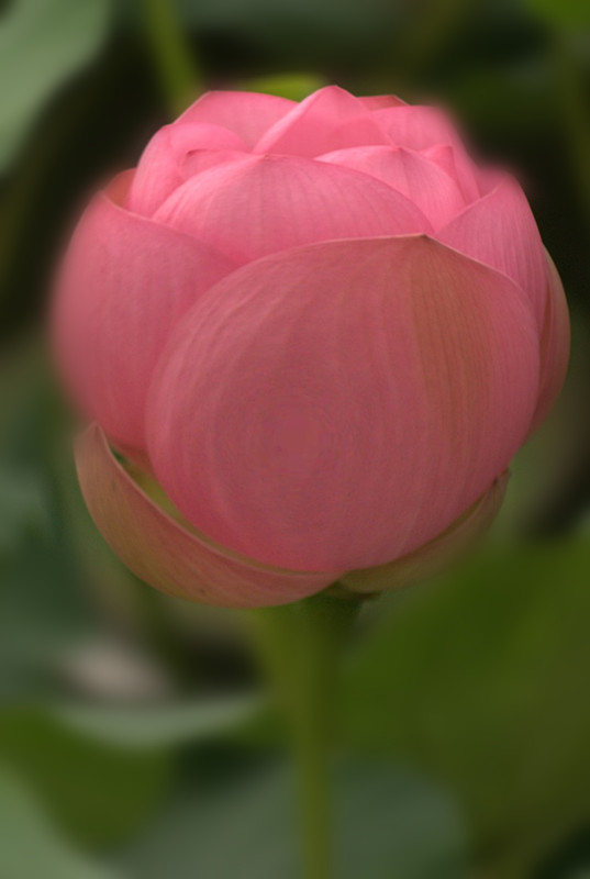 DSC09051_conew1_.jpg