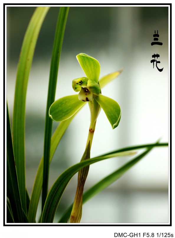 P1190097_conew3.jpg