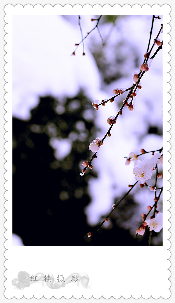 ѩ÷_0563_.jpg
