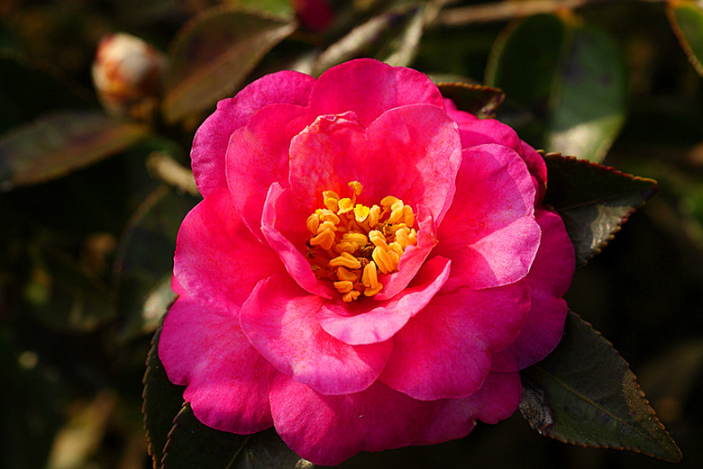 DSC02883_.jpg