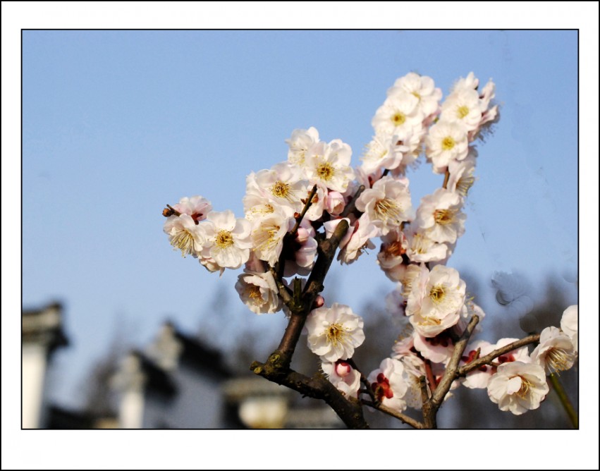 _DSC8435_conew1.JPG