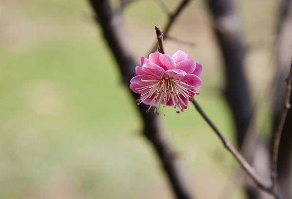 _MG_1238.jpg