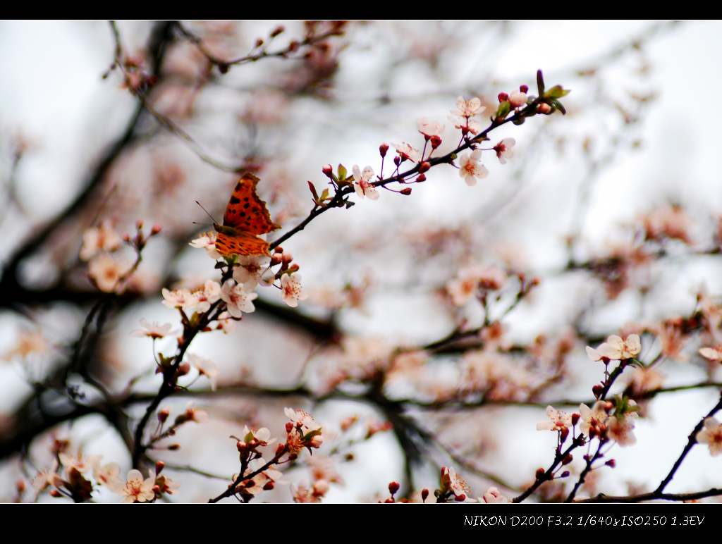 DSC_0375.jpg