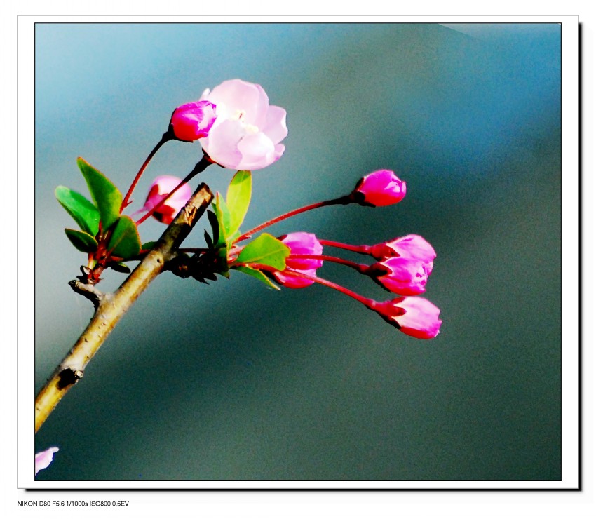 DSC_9000_conew1.JPG