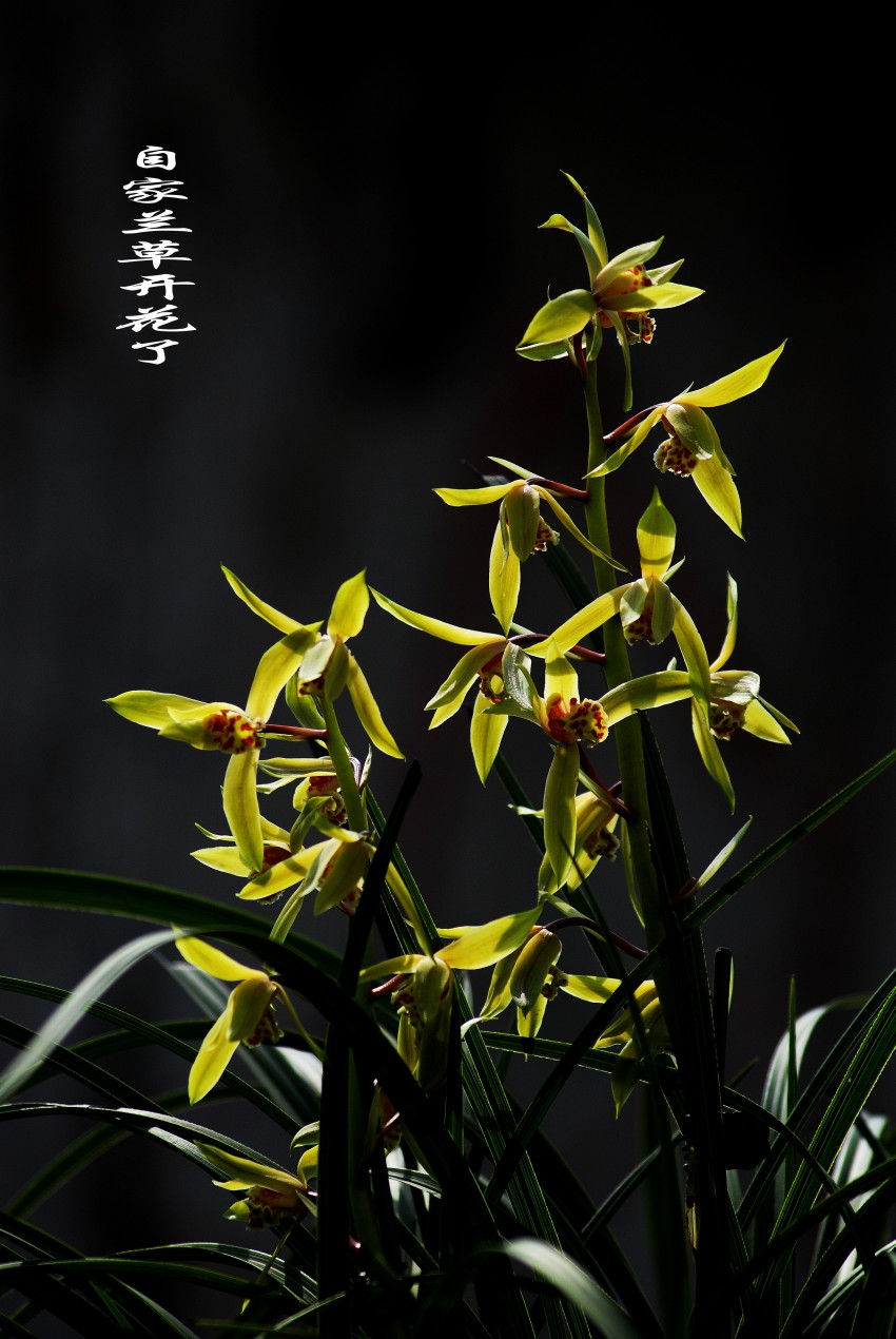 DSC_9215_conew1.JPG