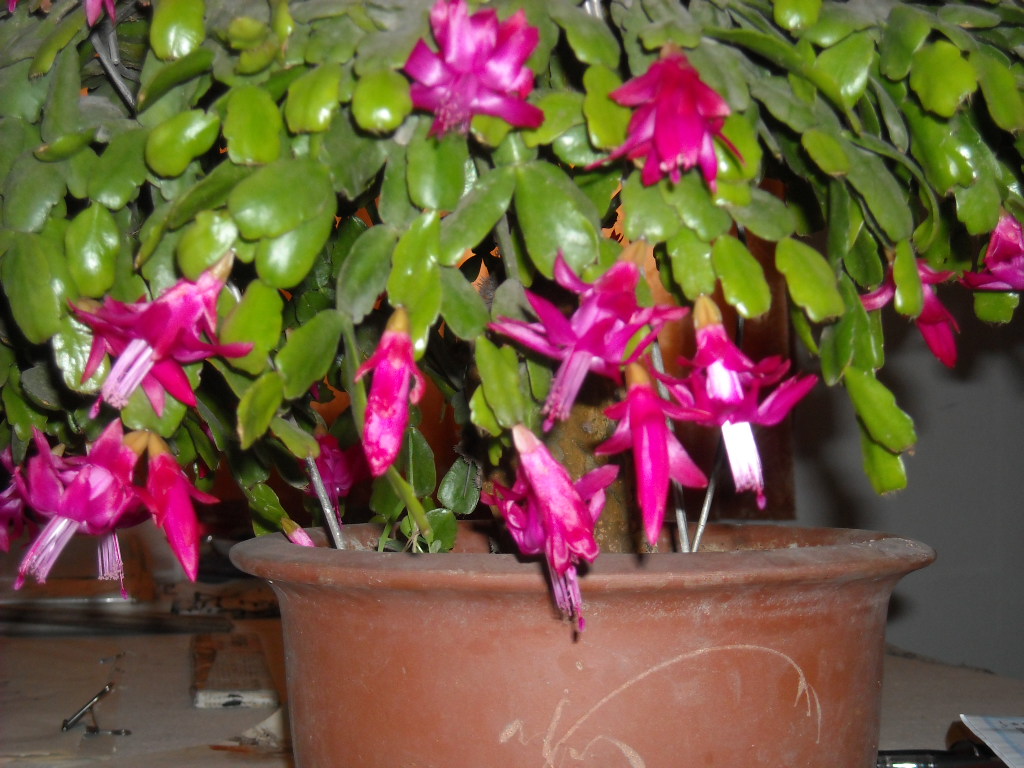 DSCN1146.JPG