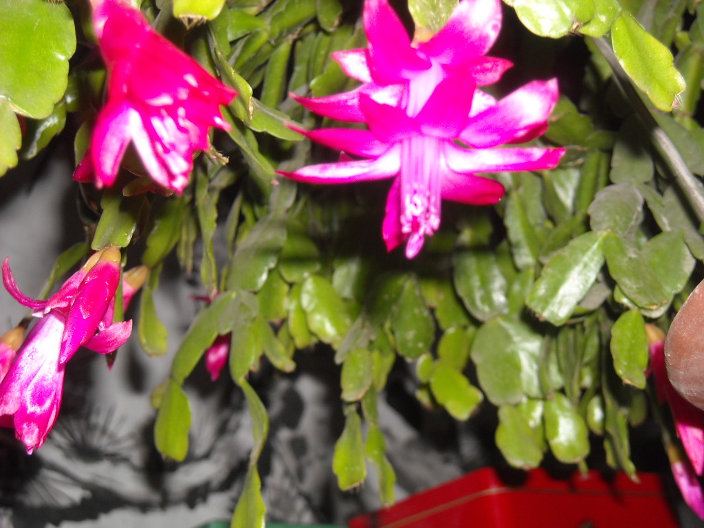 DSCN1112.JPG