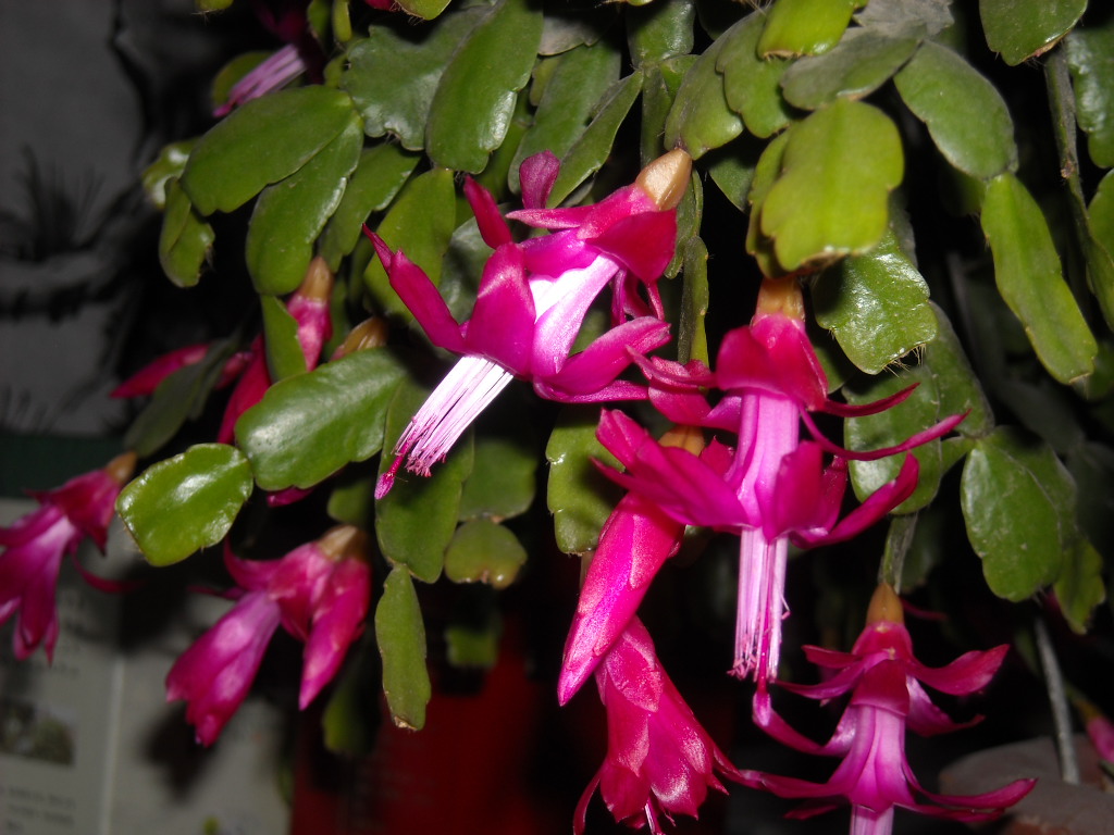 DSCN1119.JPG