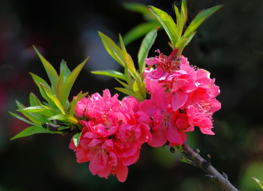 DSC_9227_conew1.JPG
