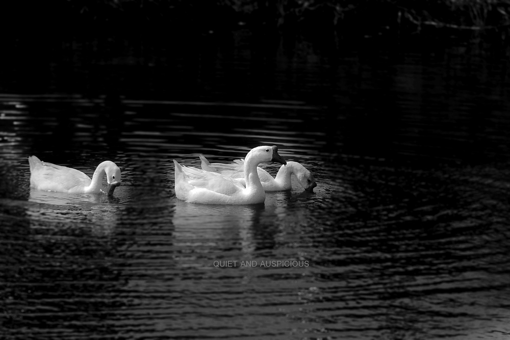 _MG_0760.jpg.jpg