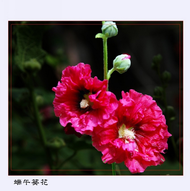 DSC_3921_conew1.JPG