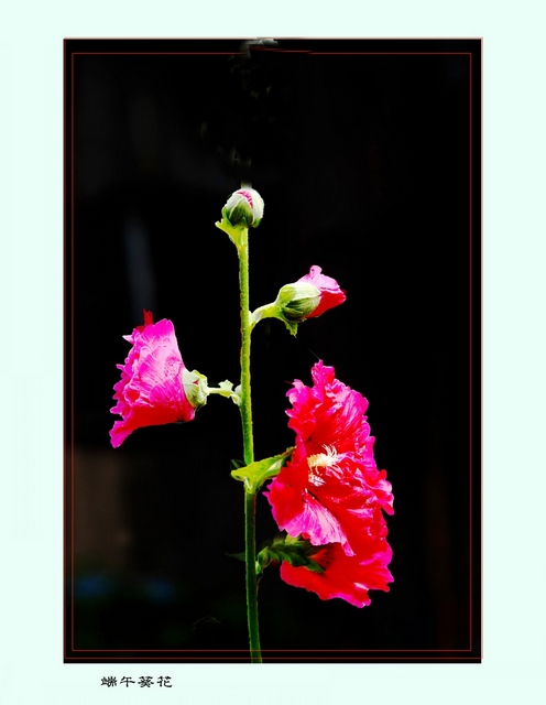 DSC_3922_conew1.JPG