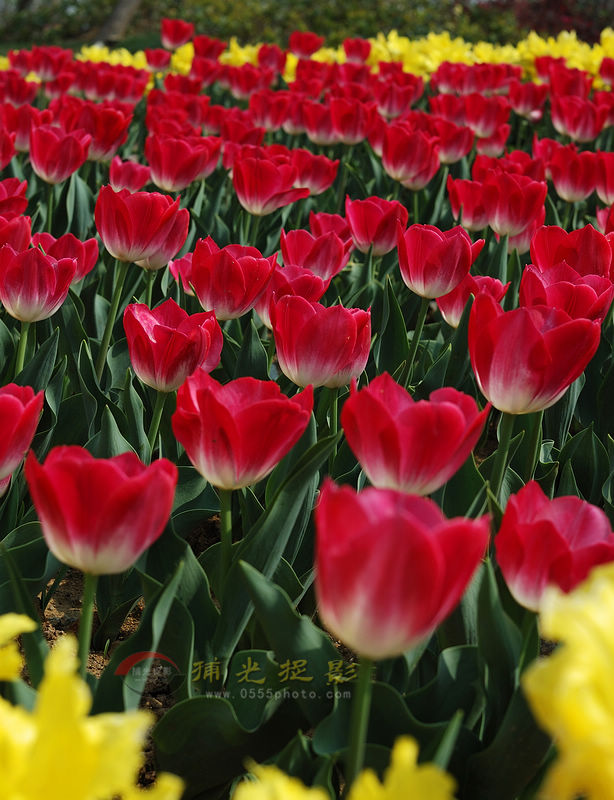 DSC_9110.jpg