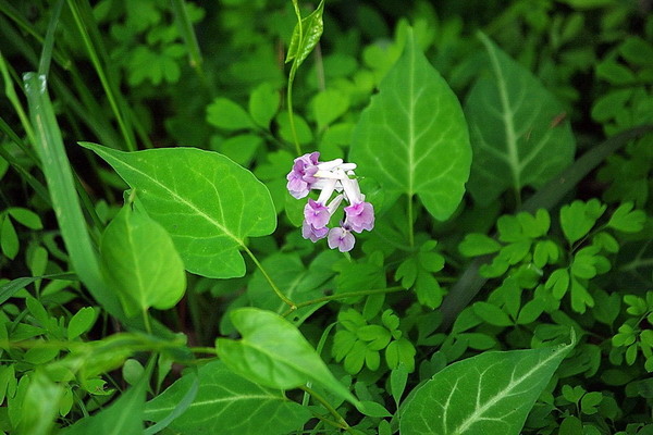 IMGP1277.jpg