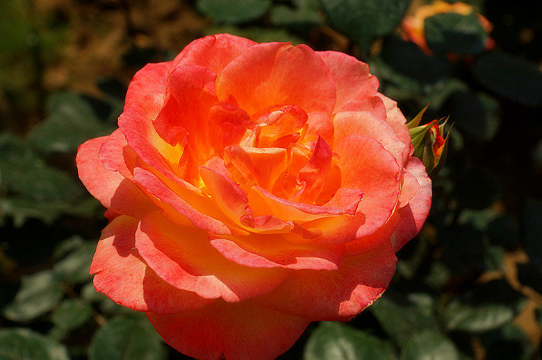 DSC02419_.jpg