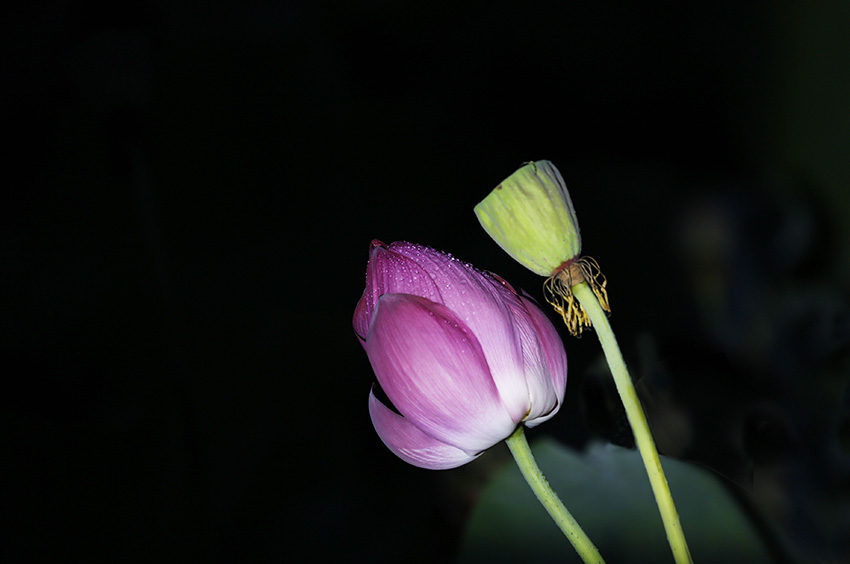 _D4A0265 ����.jpg