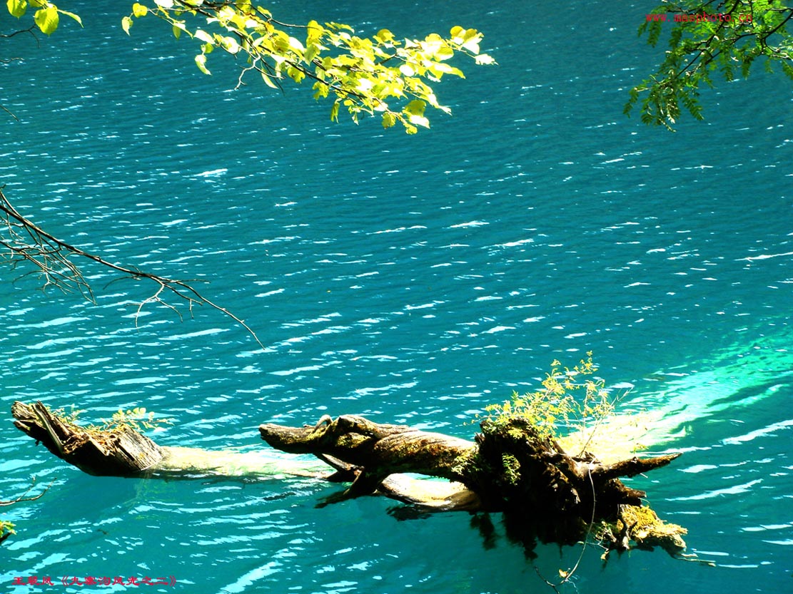 [����]����ɽ��������Ӱѧ�ᡰ����Ȼ�Ĺ�Ӱ����Ʒչ���£�