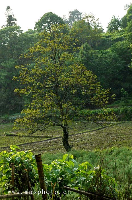 [ԭ��]�Ƴ�����  ���߱��ģ�2��