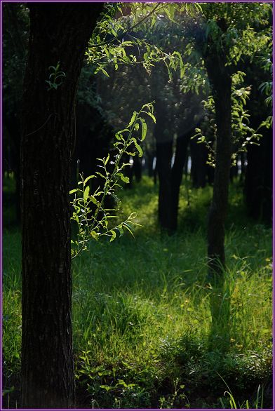 ����ӡ��