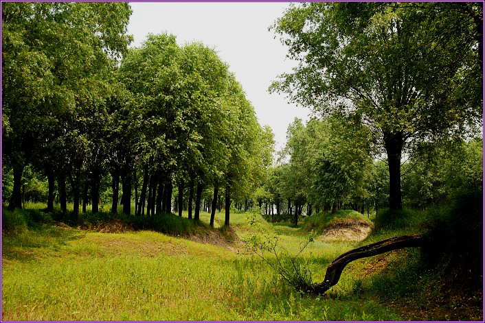 ����ӡ��