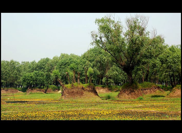 ����ӡ��