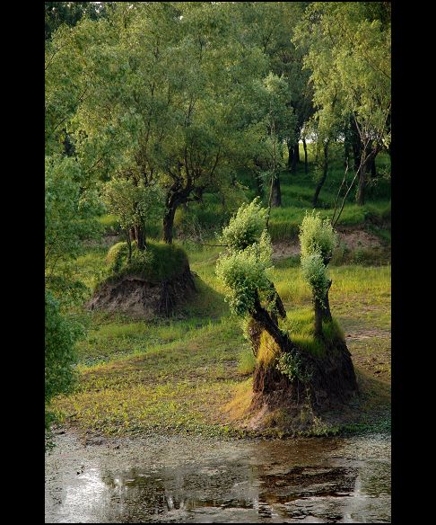 ����ӡ��