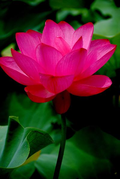 [ԭ��]��������