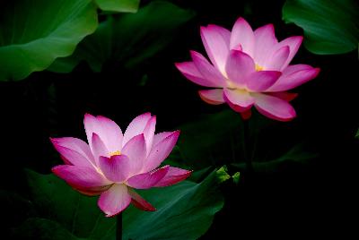 [ԭ��]��������