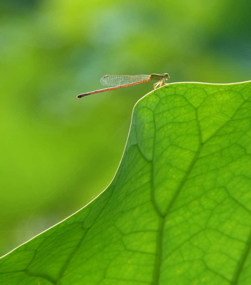 ���ֵ����ʱ��������