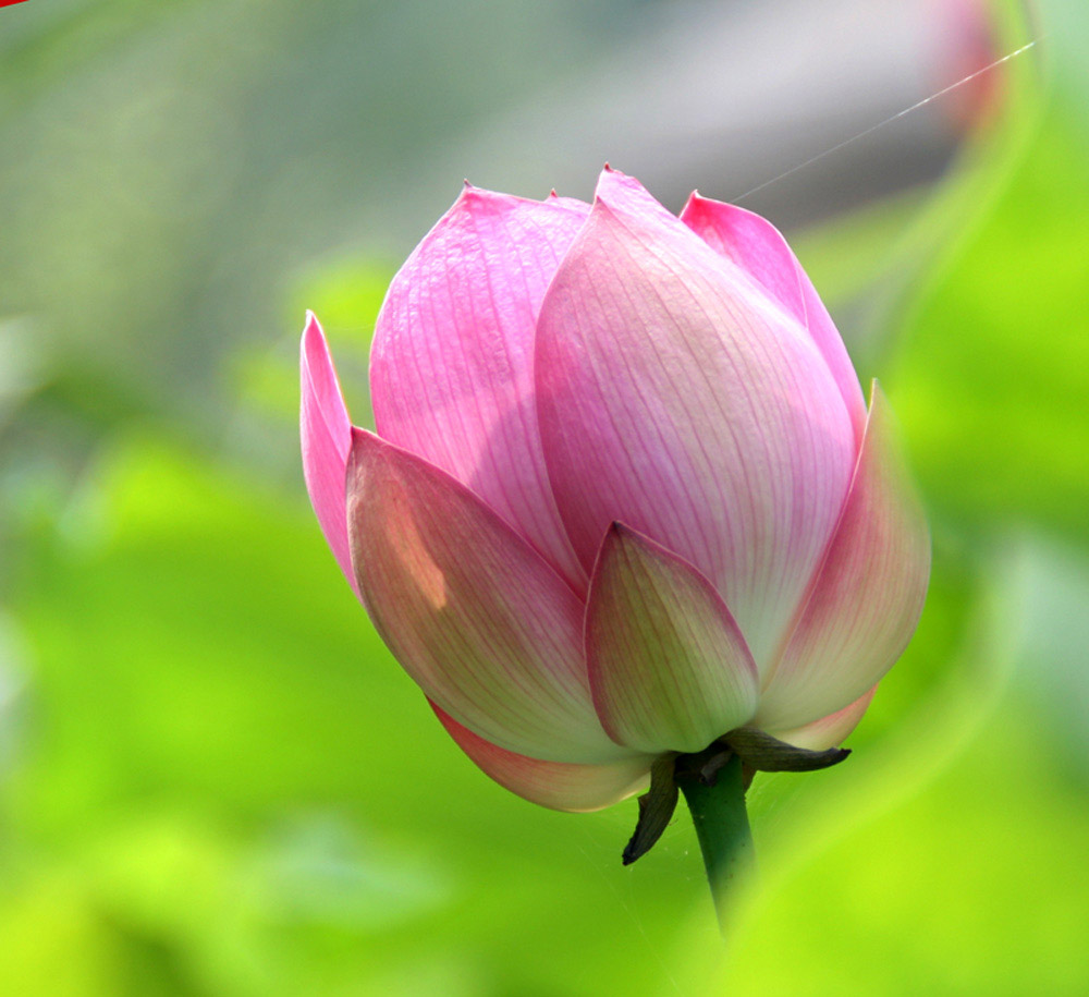 ���ֵ����ʱ��������