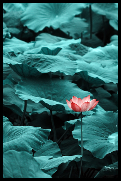 Ҳ���ɻ�����ӭ��ҵ���