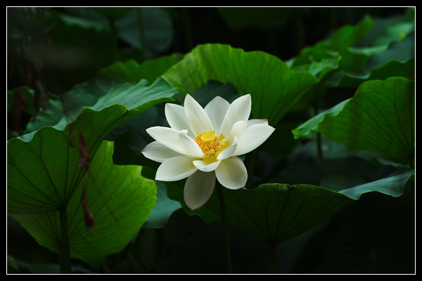 Ҳ���ɻ�����ӭ��ҵ���