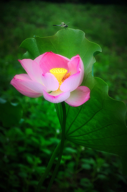 DSC_347011.jpg