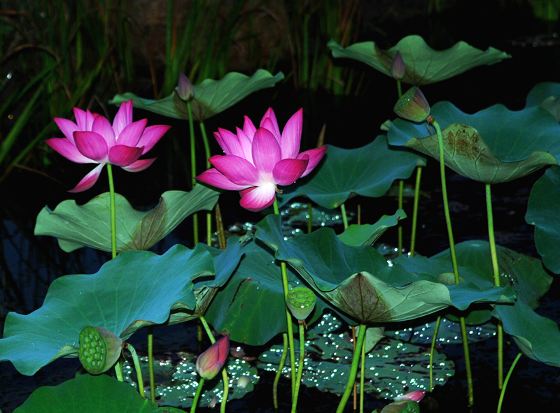 DSC_0010_conew1.jpg