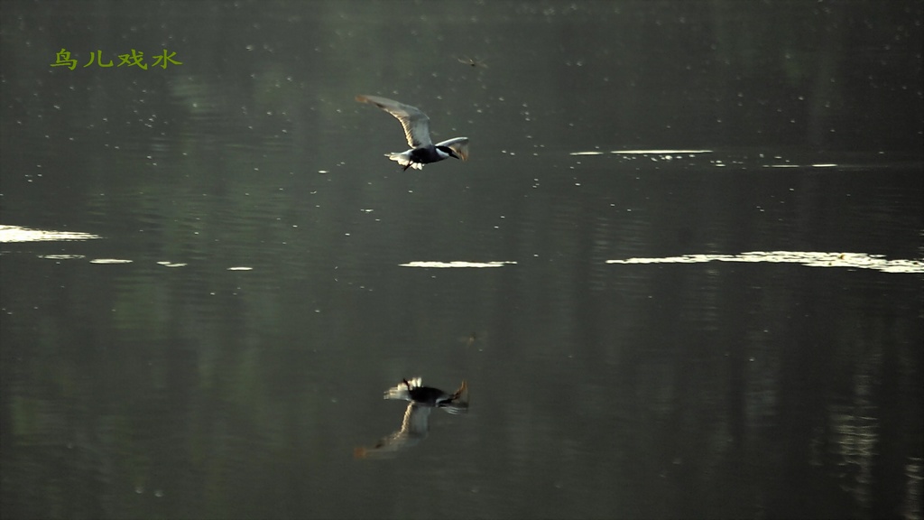 1Ϸˮ_DSC4731.jpg
