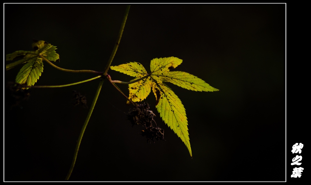 DSC_3721.jpg