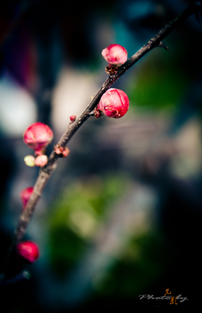 DSC_7277.jpg