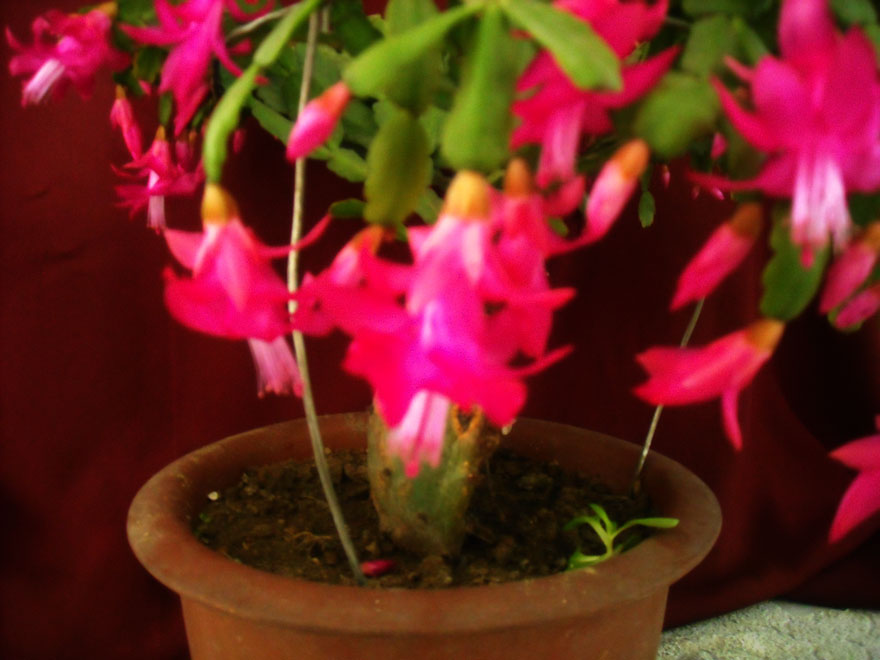 DSCN1331.JPG