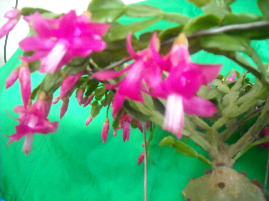 DSCN1283.JPG