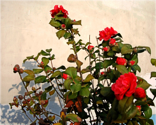 DSC_5488_conew1.jpg