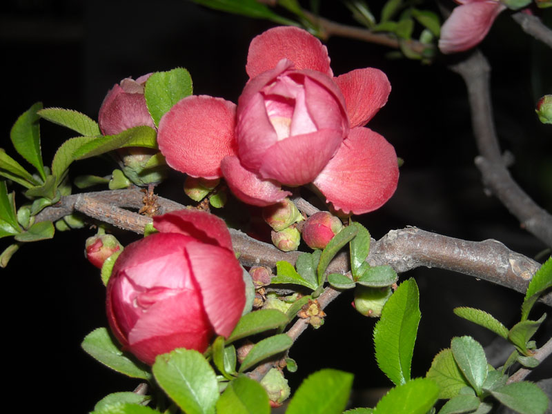 DSCN0008.JPG