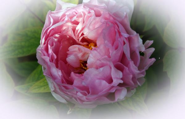 DSC07087 - .JPG