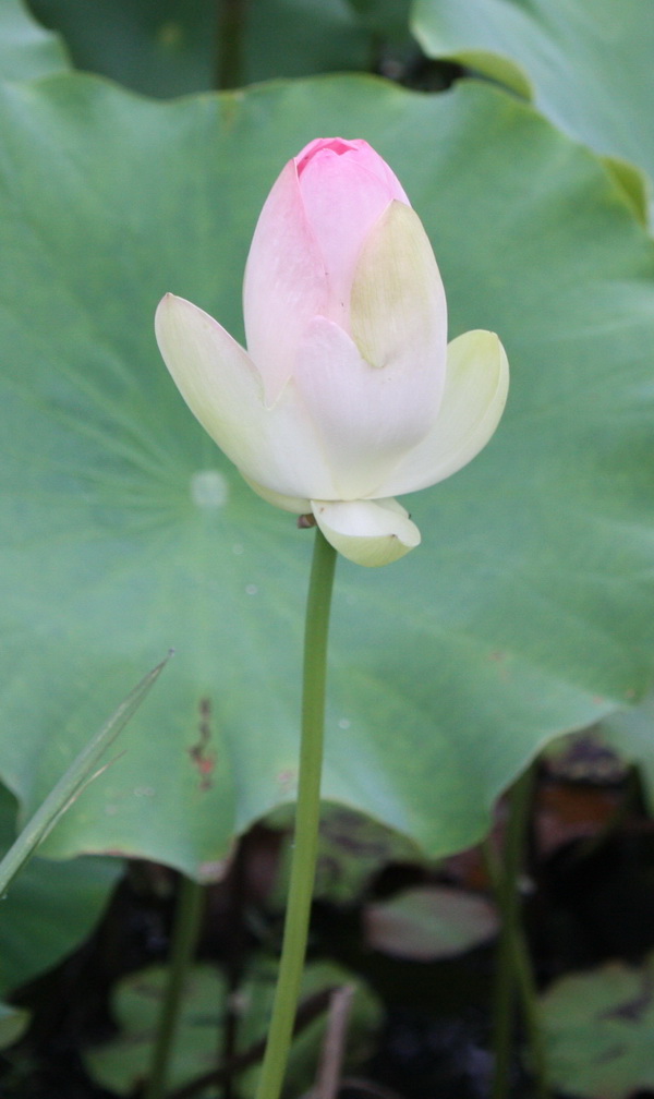 2012.4.17 152.jpg