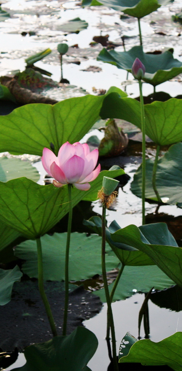 IMG_8705_conew1.jpg