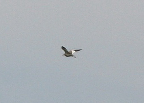 IMG_8901_conew1.jpg