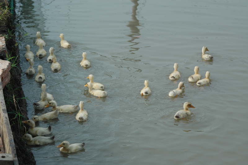 DSC_0699.jpg