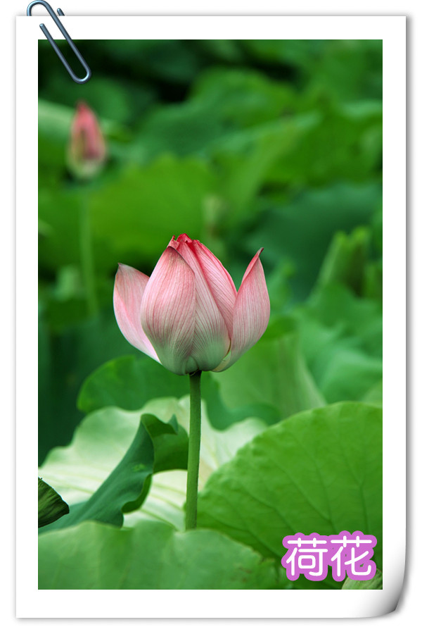 Ƭ 010.jpg