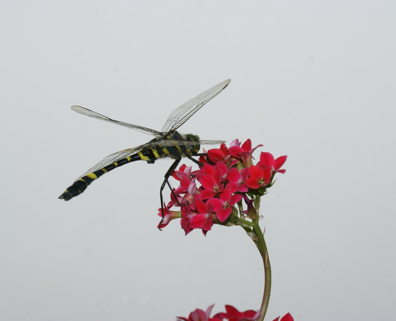 DSC02906.JPG